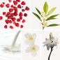Preview: Duftnoten: Himbeere, Orangenblüte, milchige Noten, Jasmin, Tuberose
